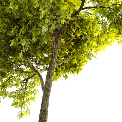 American persimmon (Diospyros virginiana) — Вид 5