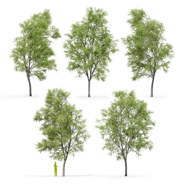 Ива извилистая / Willow / Salix matsudana #3 — Скачать