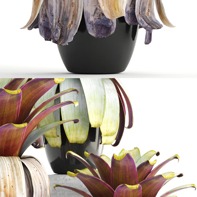 Collection of plants 149. Bromeliad, botanical garden, pot, flowerpot, bush, tropical, decorative, Bromelia — Descargar