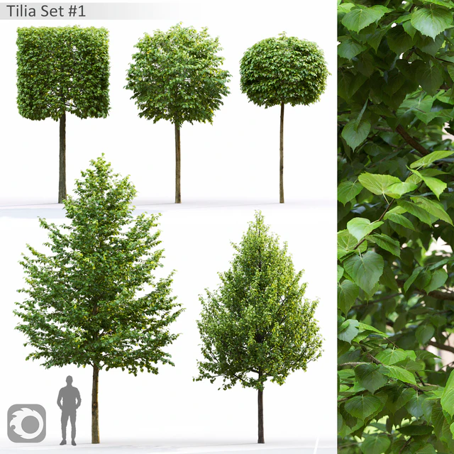 Tilia — Скачать