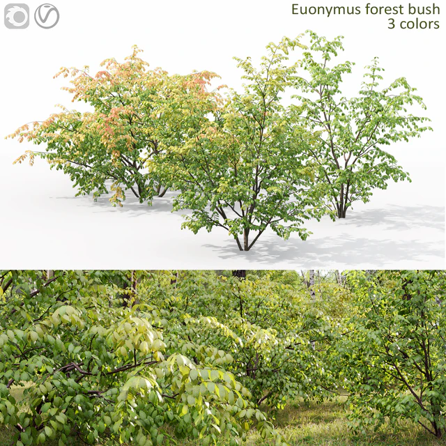 Euonymus forest — Descargar