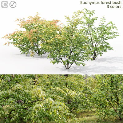 Euonymus forest — Ver 1