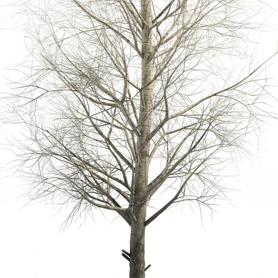 poplar Siberian — Ver 3