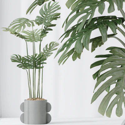 HQ HousePlants Elegant Monstera Deliciosa Large Leaf Form Swiss Cheese Set04 — View 5