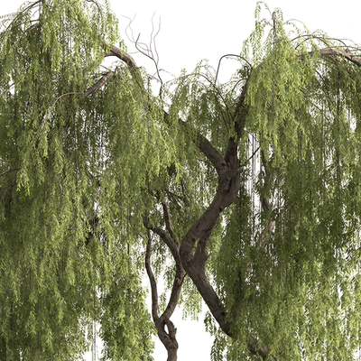 Babylon Willow Tree Set 377 — View 5