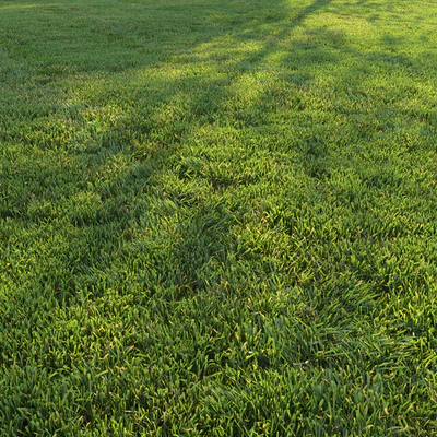 Стриженая трава / Cut grass #2 — Вид 7