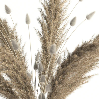 Lagurus, pampas grass and Co — Ver 3