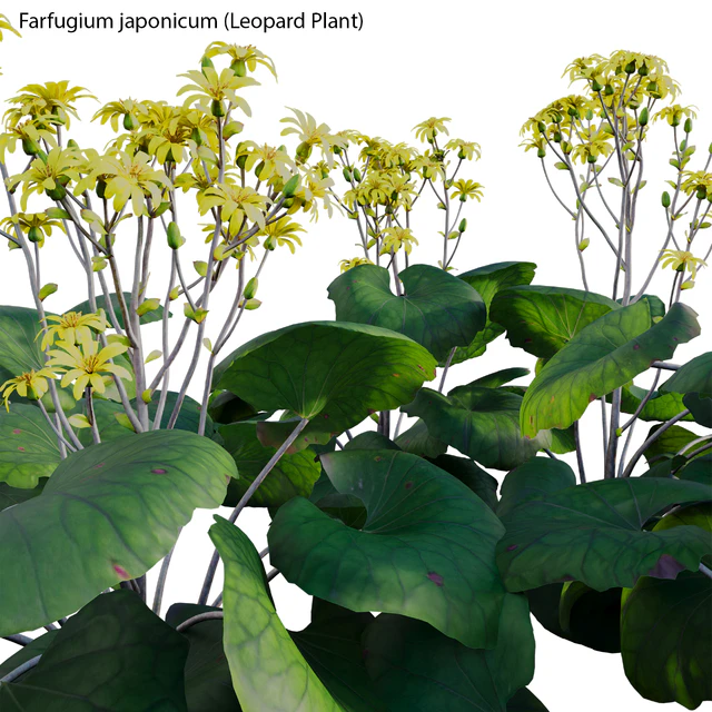 Farfugium japonicum - Leopard Plant — Скачать