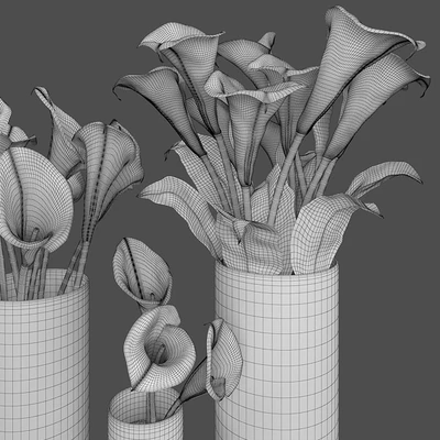 Calla lily — Вид 3