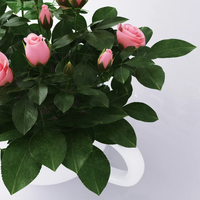 Miniature roses — Скачать