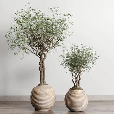 Olive tree in an old earthenware vase indoor collection 182 — Вид 7