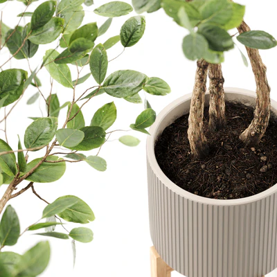 Plants 08 — Вид 4