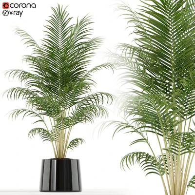 Plants collection 148 — Вид 1