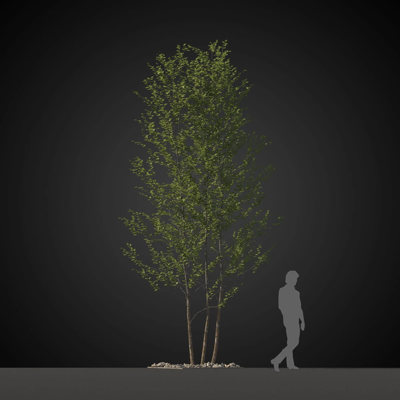 trees 028 — Скачать