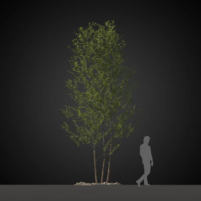trees 028 — Скачать