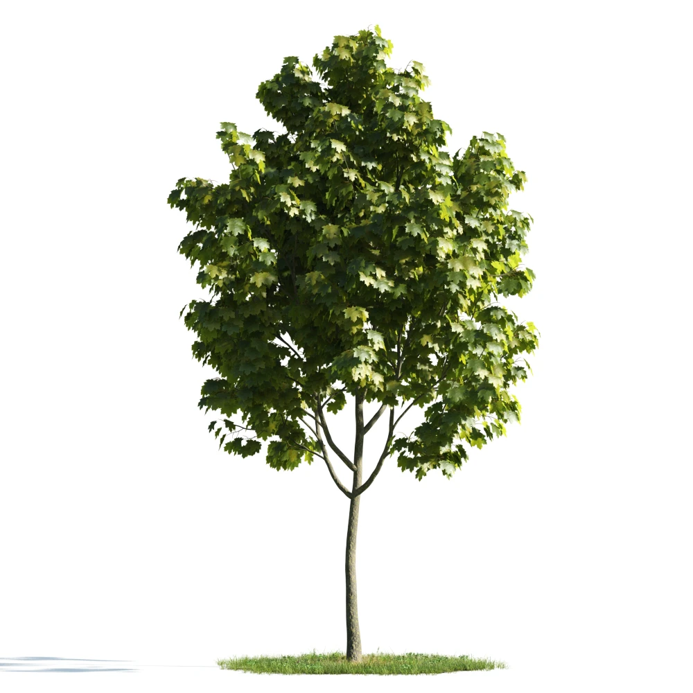 trees 013 — Скачать