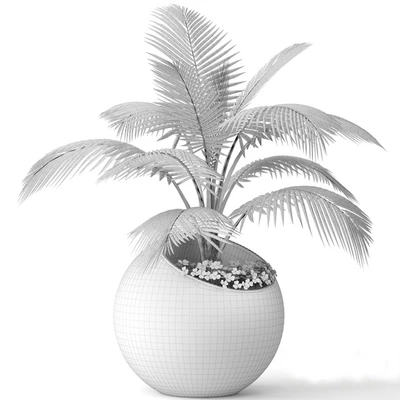 Palm tree, small coconut tree, round pot, flowerpot, outdoor — Ver 4