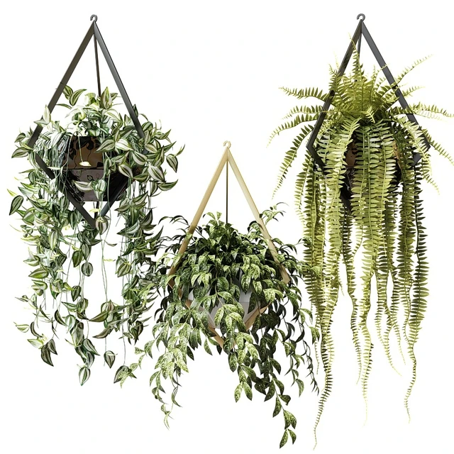 Ampel plants in hanging pots with rhombuses — Descargar