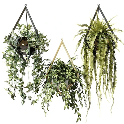 Ampel plants in hanging pots with rhombuses — Descargar