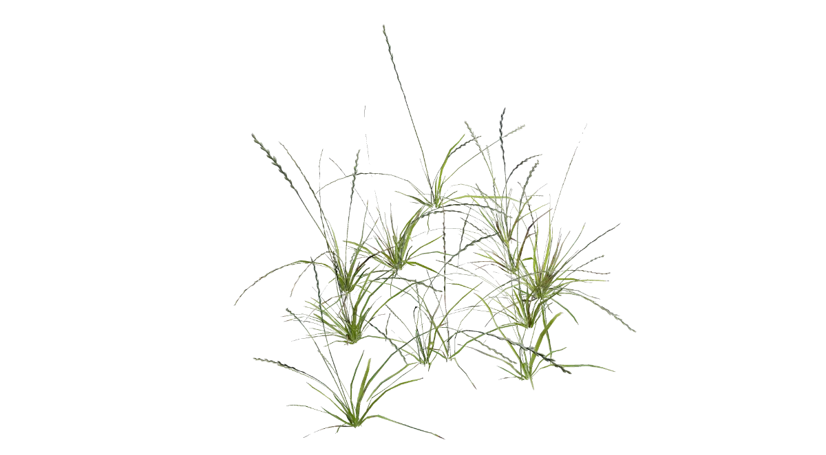 tall grass 002 — Скачать