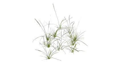 tall grass 002 — Скачать