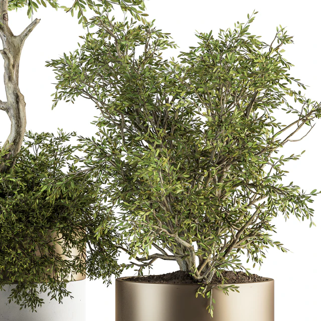 indoor Plant Set 200 - Tree in pot — Скачать