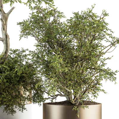indoor Plant Set 200 - Tree in pot — Вид 5