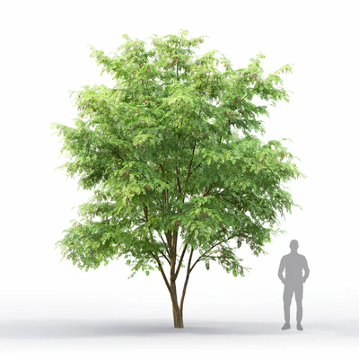 Robinia — Вид 7