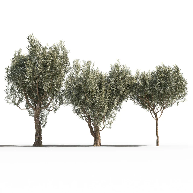 Оливковые деревья 3 (Olive Trees 3) — Скачать