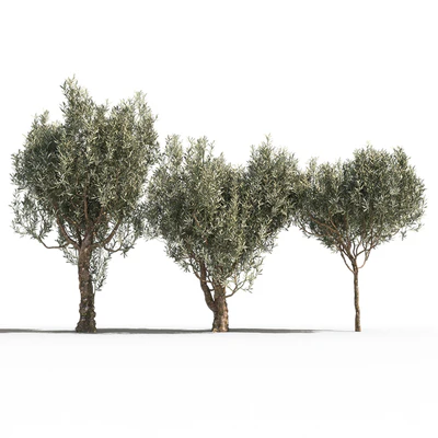 Оливковые деревья 3 (Olive Trees 3) — Вид 1