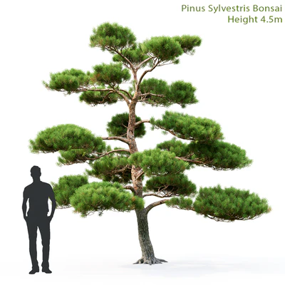 Bonsai — Ver 1