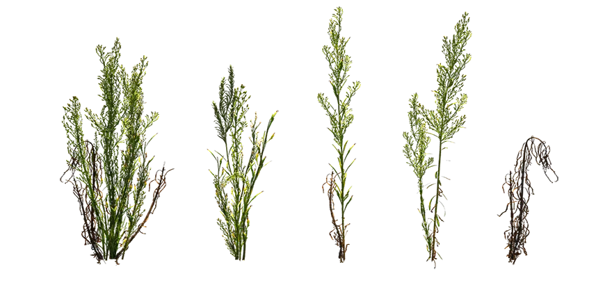 flax leaf fleabane 001 — Descargar