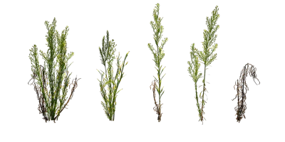 flax leaf fleabane 001 — Descargar