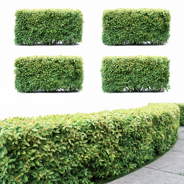 Спирея  | Spiraea — Скачать