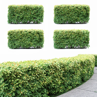 Спирея  | Spiraea — Вид 1