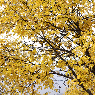 Autumn Ash | Ash-tree autumn # 3 4 (17-18m) — Ver 3