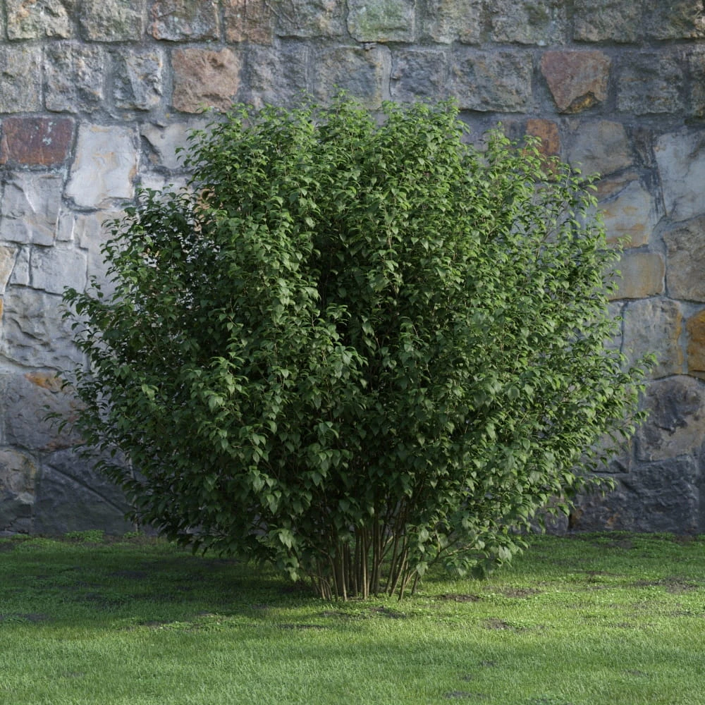 plants and bushes 043 — Скачать