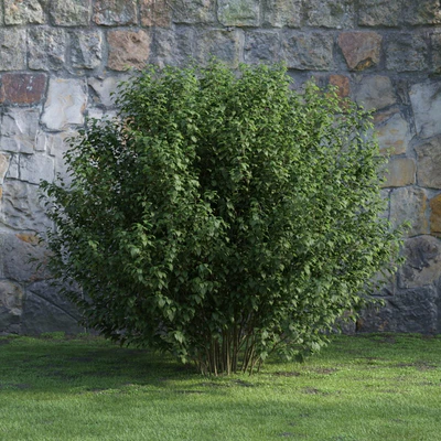 plants and bushes 043 — Скачать