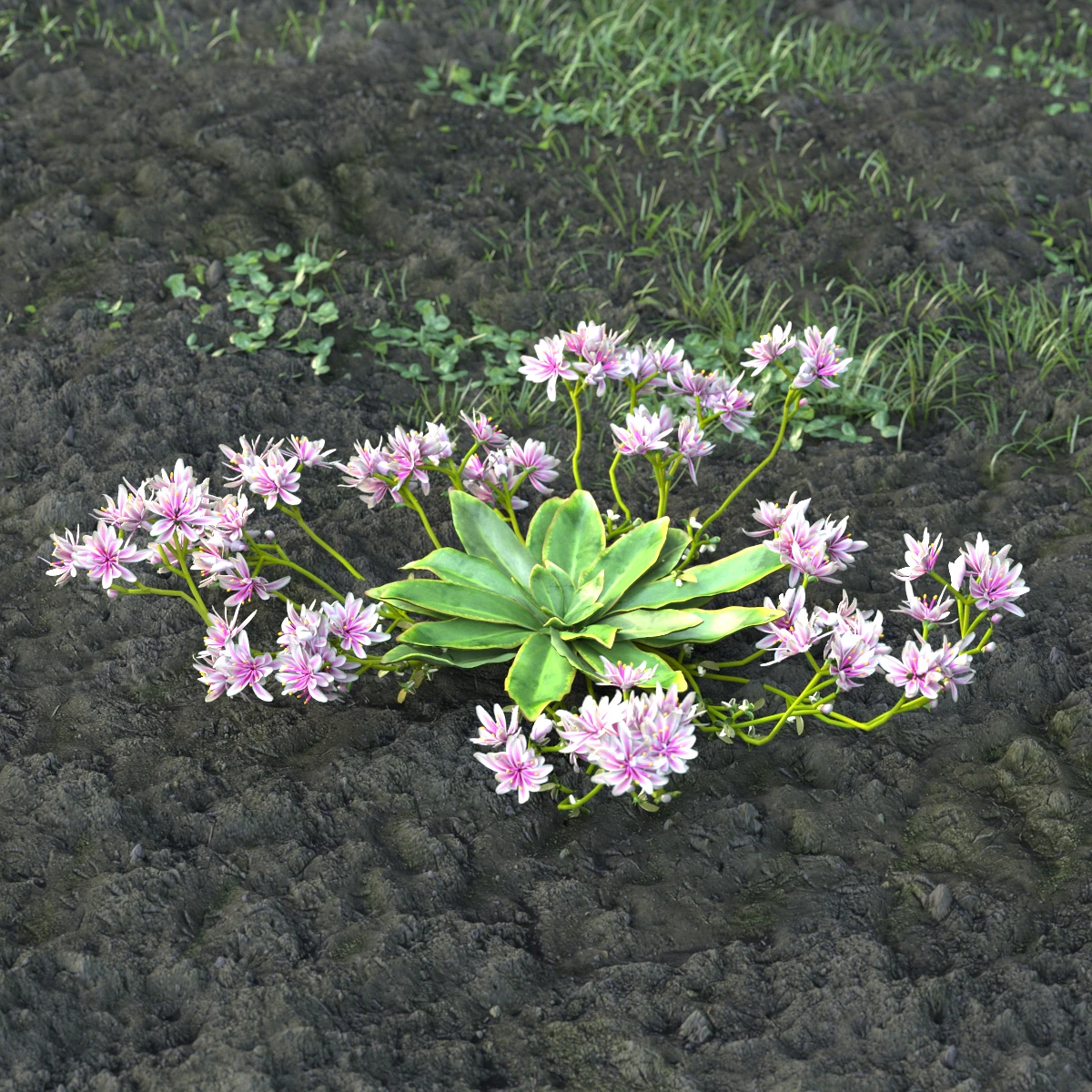 garden flowers 016 — Скачать