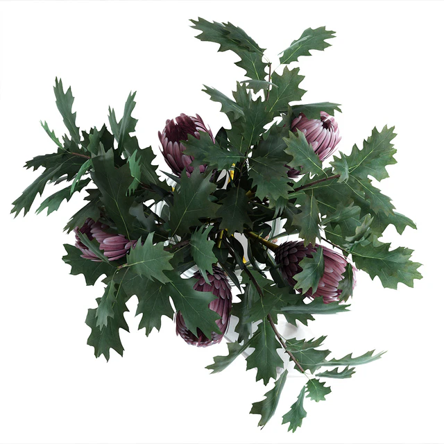 Protea & Oak leaves — Descargar