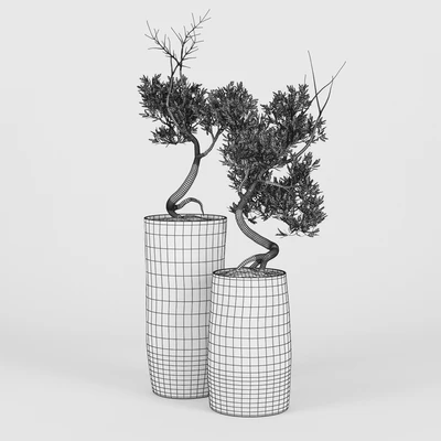 Olive Tree III — Вид 2