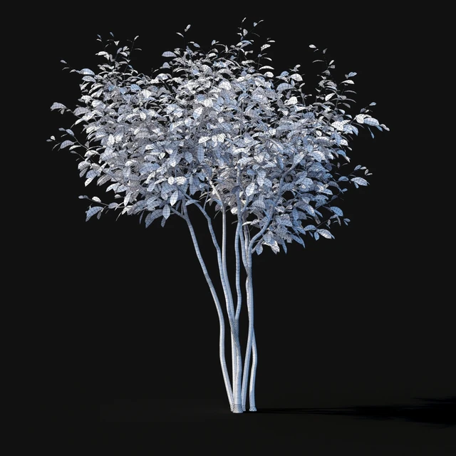 Star Magnolia | Magnolia stellata — Descargar