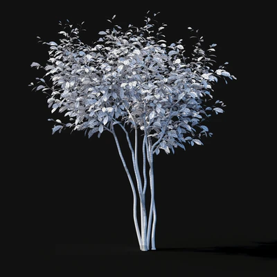 Star Magnolia | Magnolia stellata — Ver 7