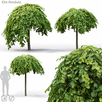 Elm — Вид 1