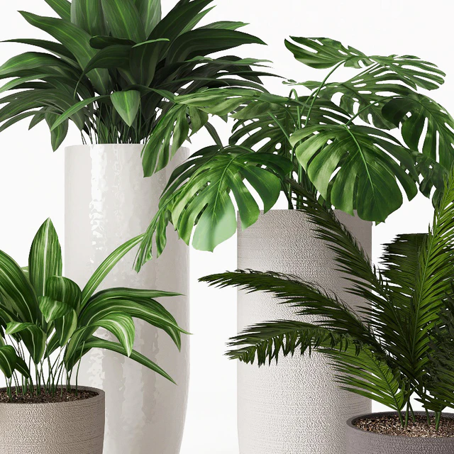 Collection of indoor plants 01 — Descargar