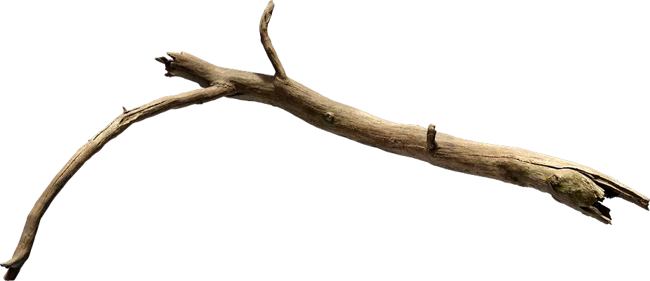 oak tree branch 003 — Скачать
