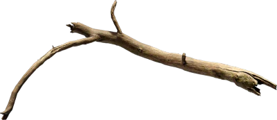 oak tree branch 003 — Скачать