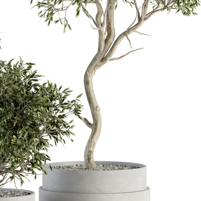 indoor Plant Set 340- Tree and Plant Set in pot — Вид 4