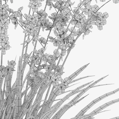 Libertia formosa — Ver 5
