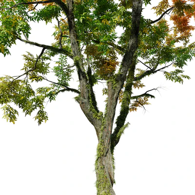 Autumn fraxinus pennsylvanica — Вид 5